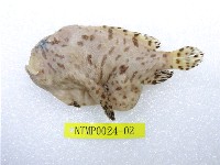 藏品(條紋躄魚)的圖片